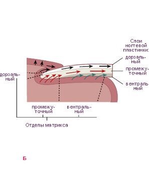 Состоит из пластин. Строение ногтевой пластины слои. Строение ногтевой пластины дорсальный слой. Слои ногтя дорсальный вентральный промежуточный. Слои ногтевой пластины схема.