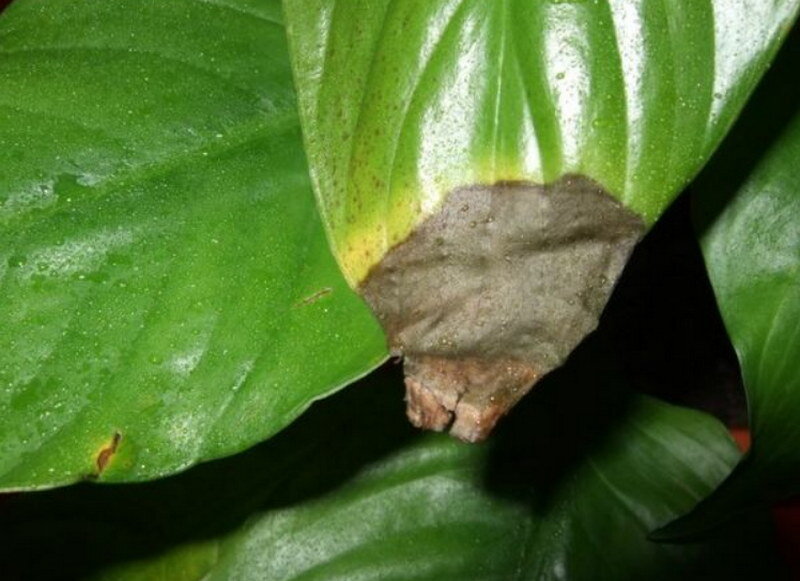 Сохнут листья