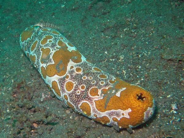 Фото из открытых источников.