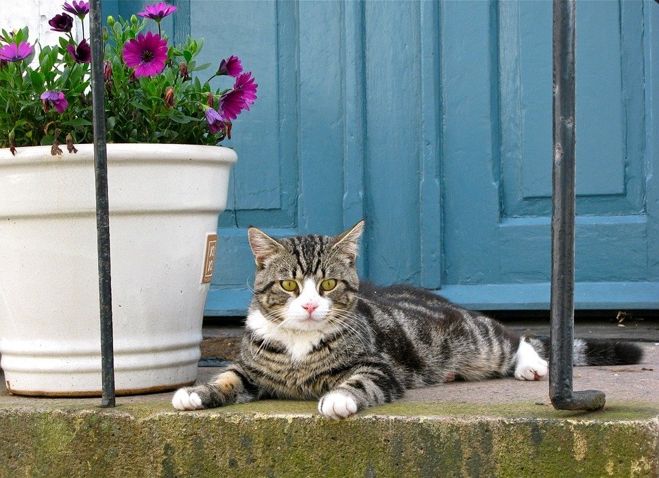 https://pixabay.com/ru/photos/кошка-tiger-кота-домашнее-животное-252048/
