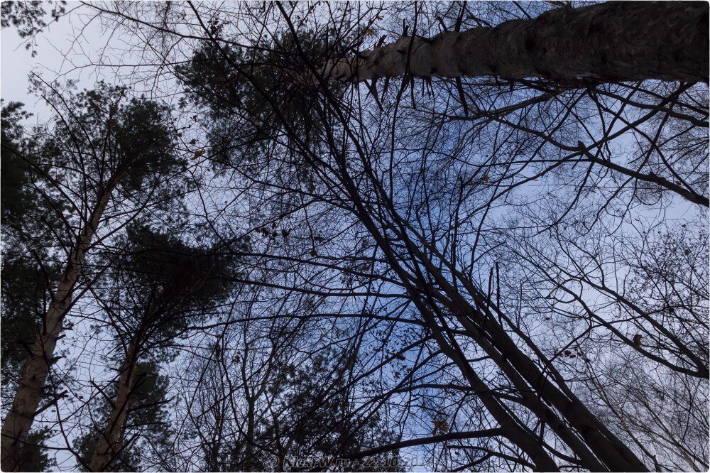 1. Парк «Мещерский» — © NickFW.ru — 22.10.2019г.