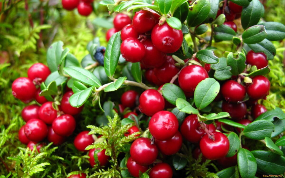 Брусника - вкусное лекарство, от листьев до ягод