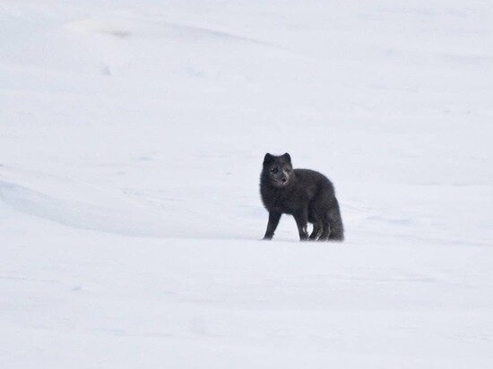 Фото: Instagram arctic_lab_yamal 