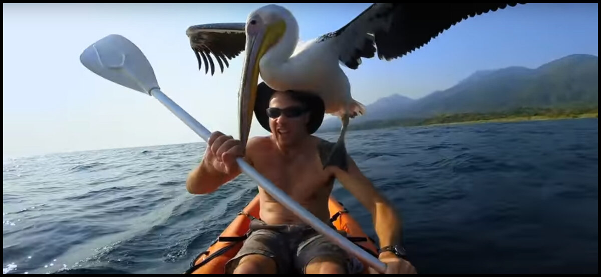 Пеликан всегда рыбачит со своей стаей.