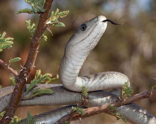 Черная мамба