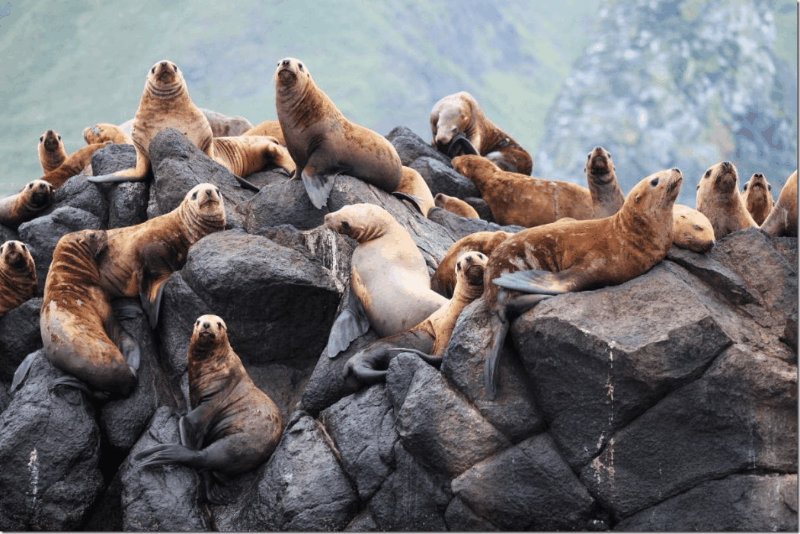 Как охотится морской лев