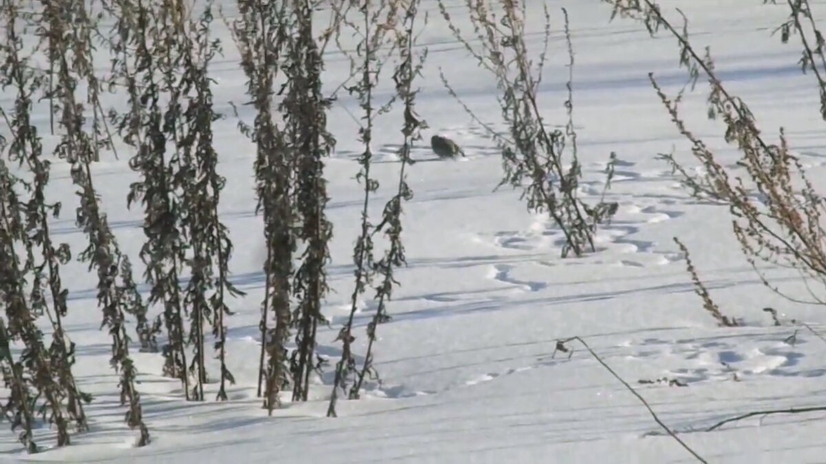 проказы матушки зимы. зимнее поле. горькая полынь эстетика. зимние цветы. полынь зимой.