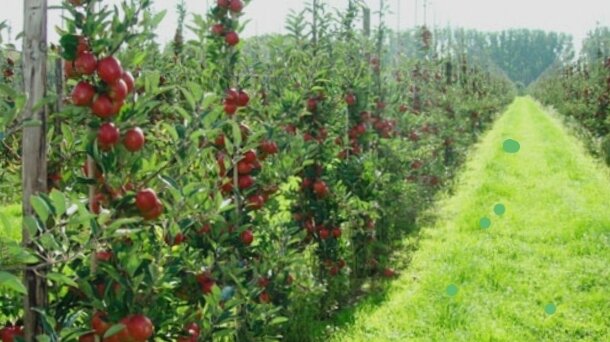 Природа яблоневый сад (73 фото)