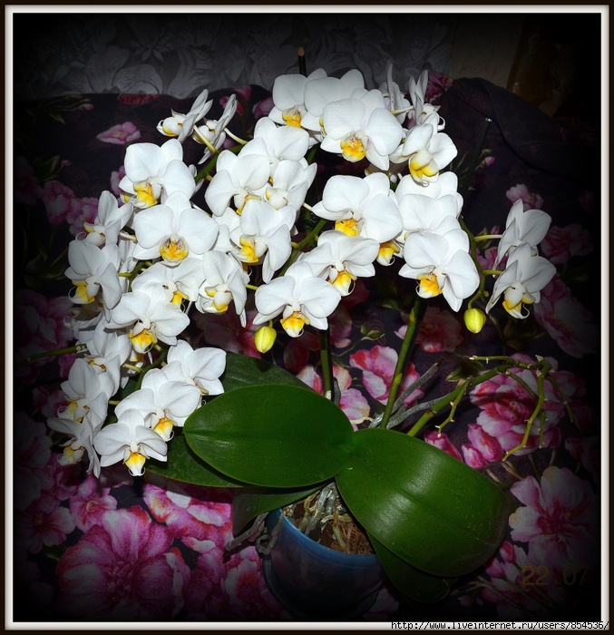 Моя самая первая орхидея.