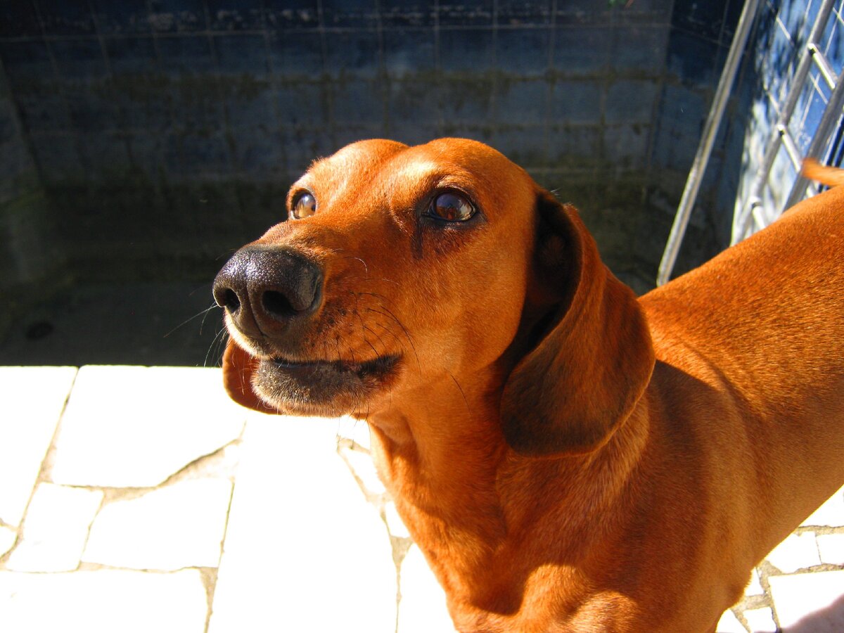 Наш Сосиска (фото автора)