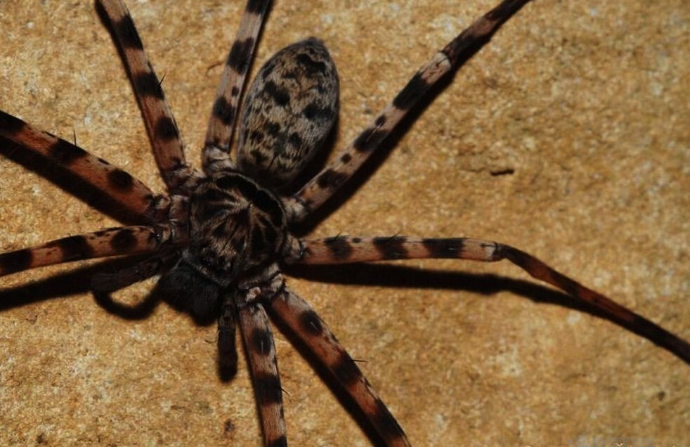 Spider l. Паук гетеропода. Паук-охотник heteropoda maxima. Сиднейский лейкопаутинный паук. Цербал Аравийский.