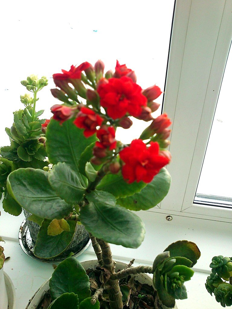 Kalanchoe blossfeldiana