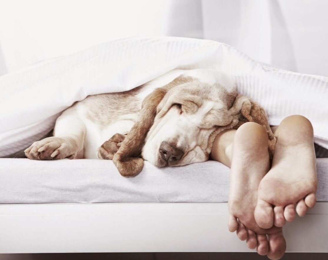 Спать ноги видео. Собачка в постели. Собака под одеялом. Человек с собакой в постели. Человек проснулся.