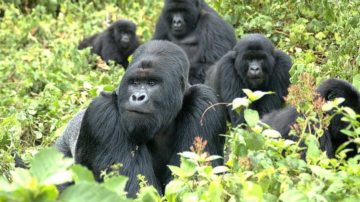 При расшифровке генома гориллы. Горная горилла. Вожак стаи горилл. Восточная равнинная горилла. Горилла и шимпанзе.