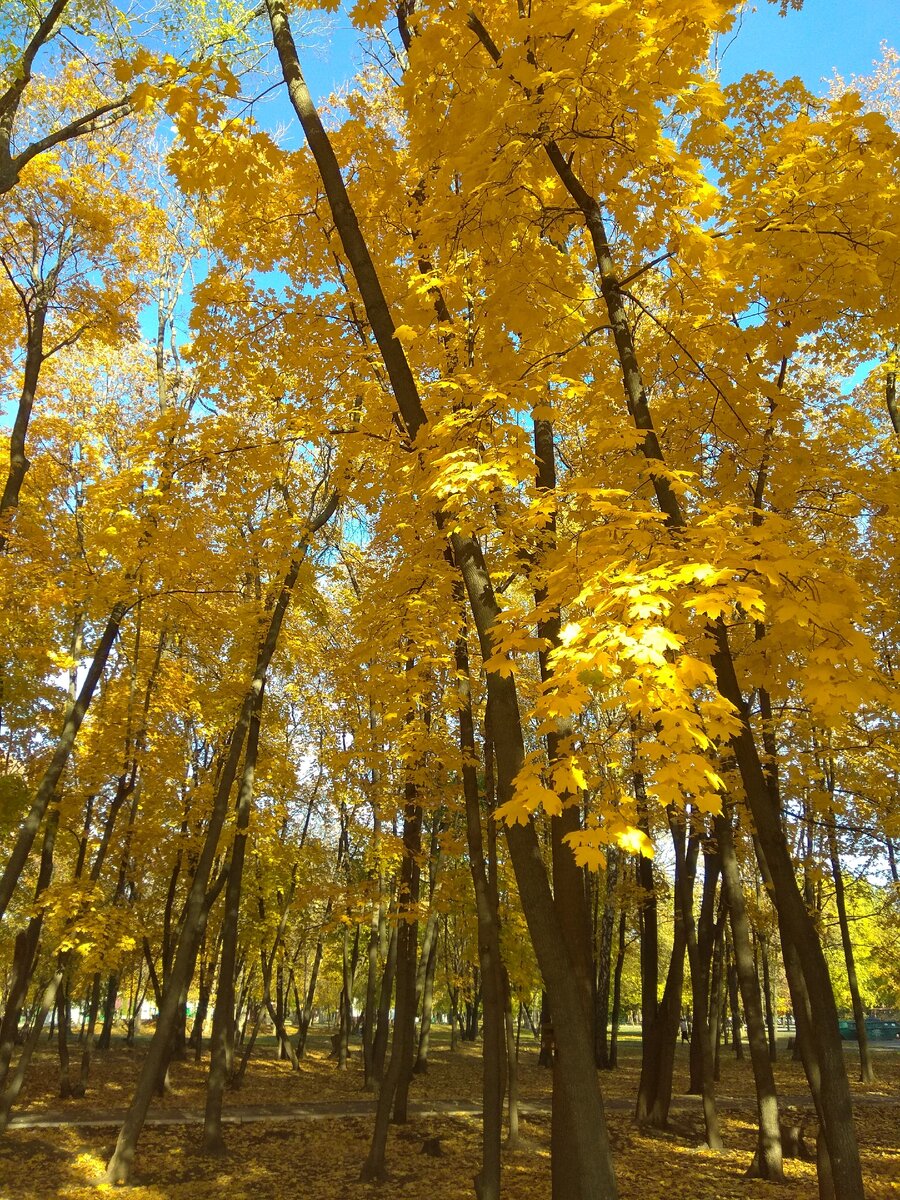 Осенний парк. Для прогулок в обед - самое то!