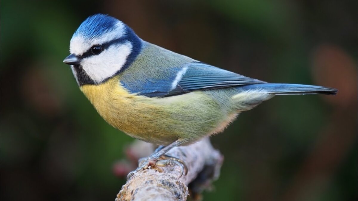 Фото из сети Интернет