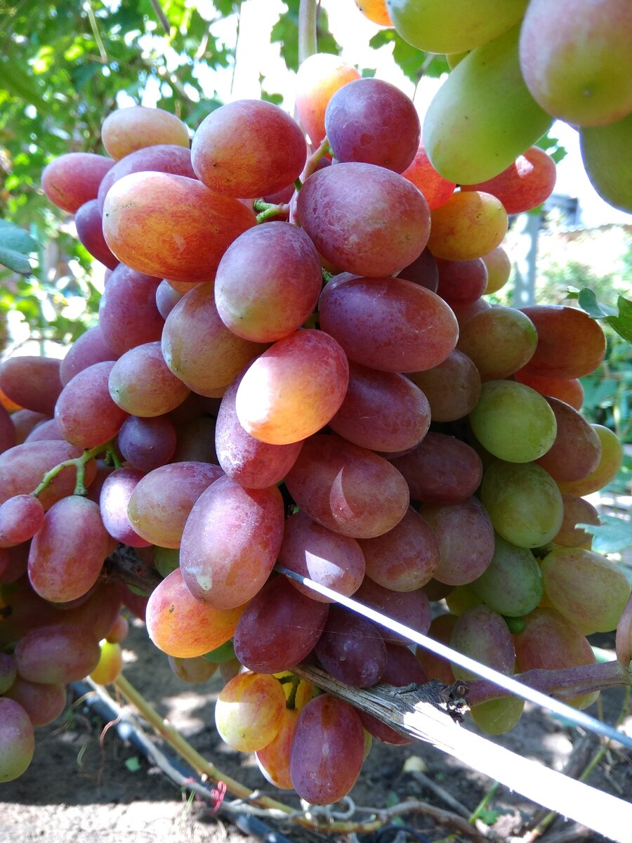 Виноград сорт Боголюбский