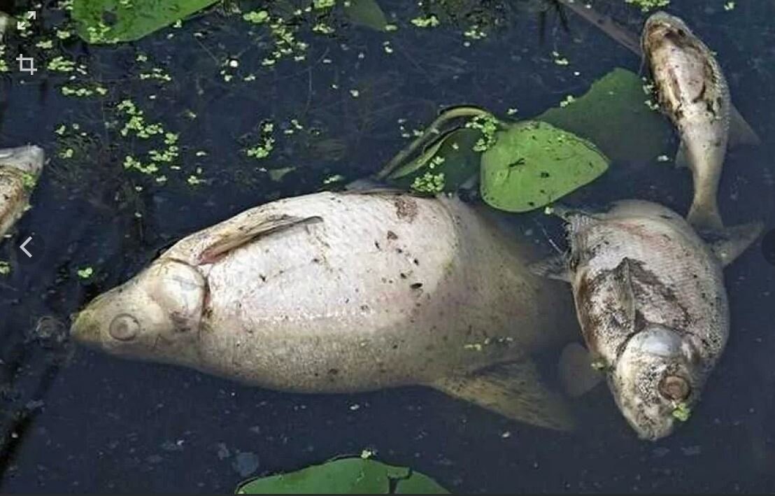 Электроудочка