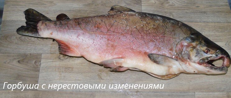 Рыба - мутант