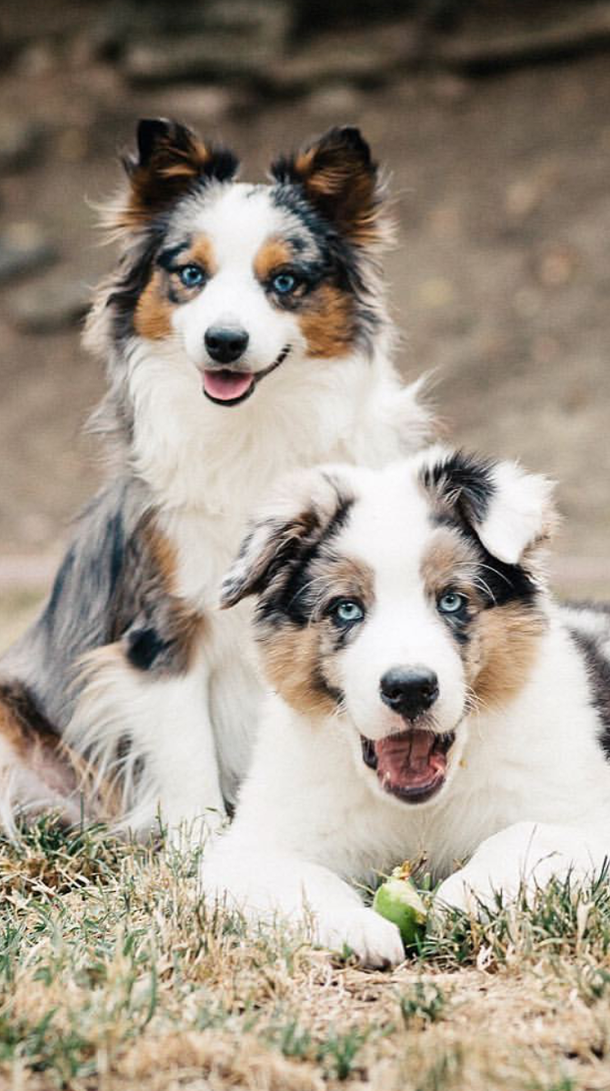 Щенки Аусси