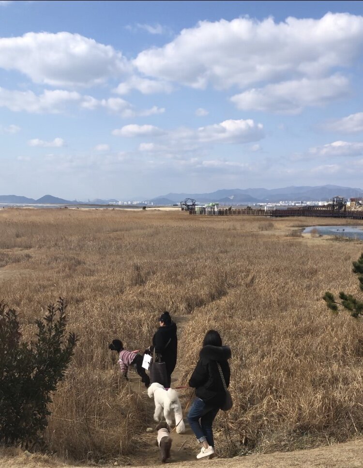 Черный пудель прямо как Артемон! 