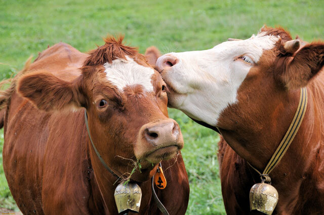 Всем привет! Сегодня мы покажем вам самые лучшие и популярные породы коров молочного и мясного направления с фото и описанием. Всего миру известно более тысячи пород крупного рогатого скота.