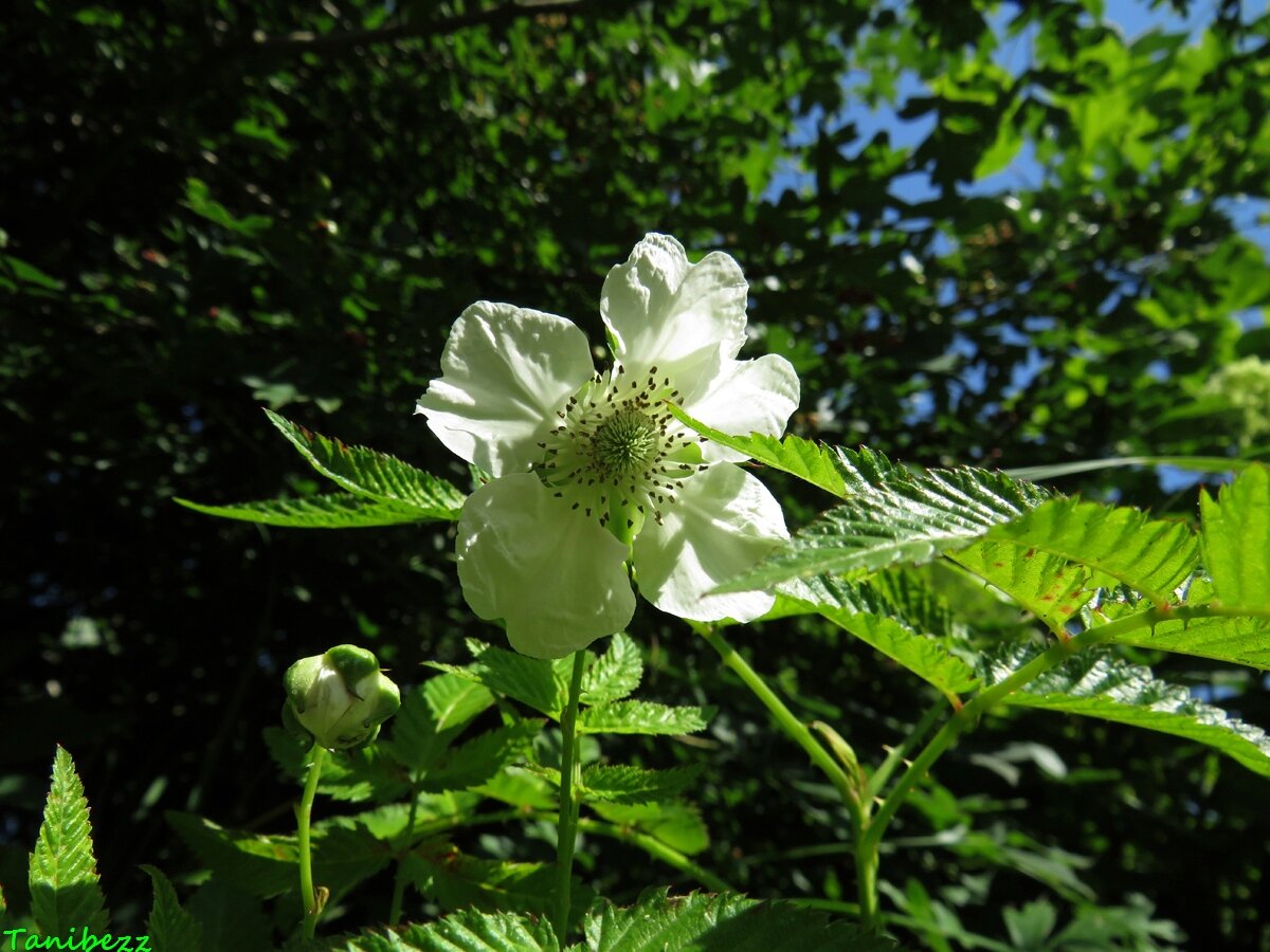 Rubus illecebrosus