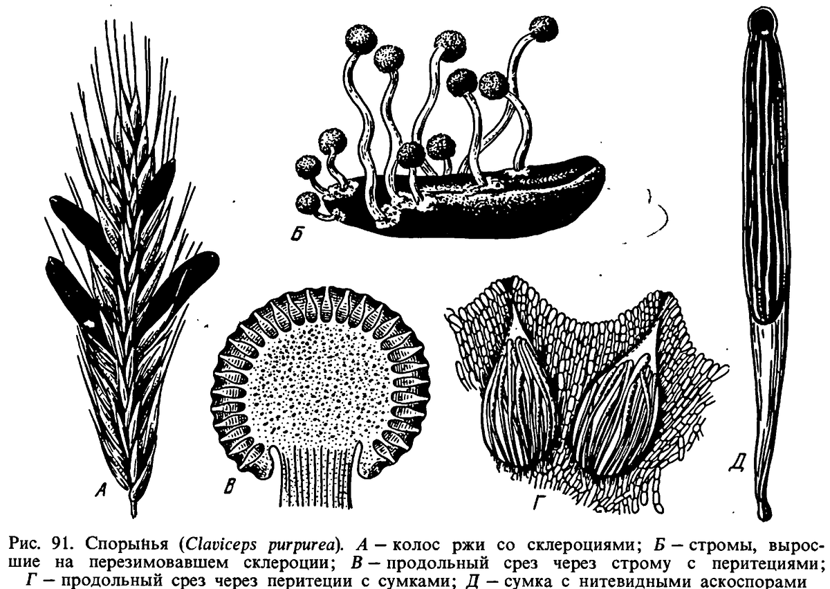 Спорынья строение гриба