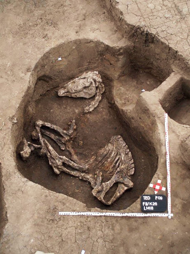 Захоронение лошади рядом с тронным залом гиксосских царей в Аварисе