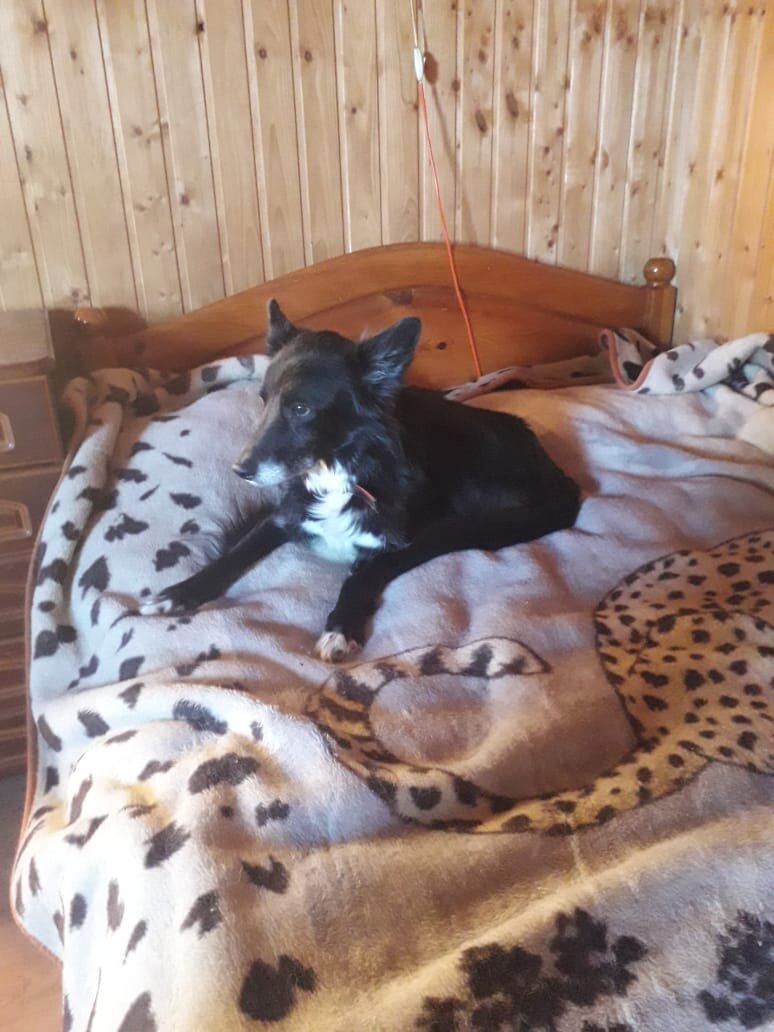 Фото приюта "Весёлые Хвосты"