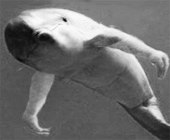 У одного из дельфинов были человеческие руки