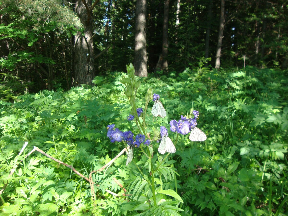 Терренкур к "Сосне Любви", Белокуриха