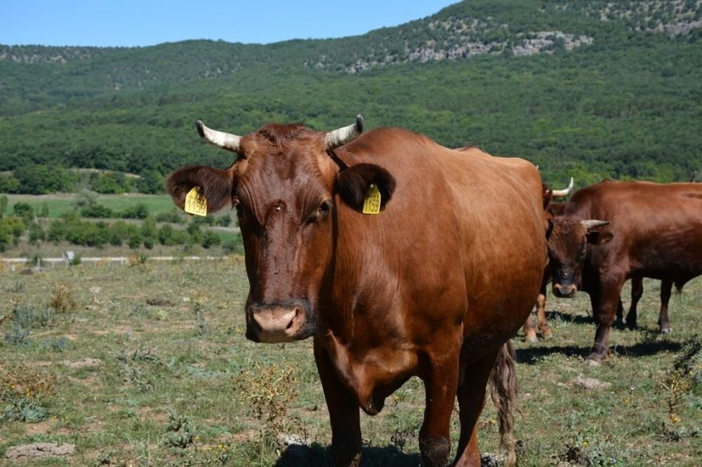Скотоводческое хозяйство под Севастополем. Фото: sev.gov.ru