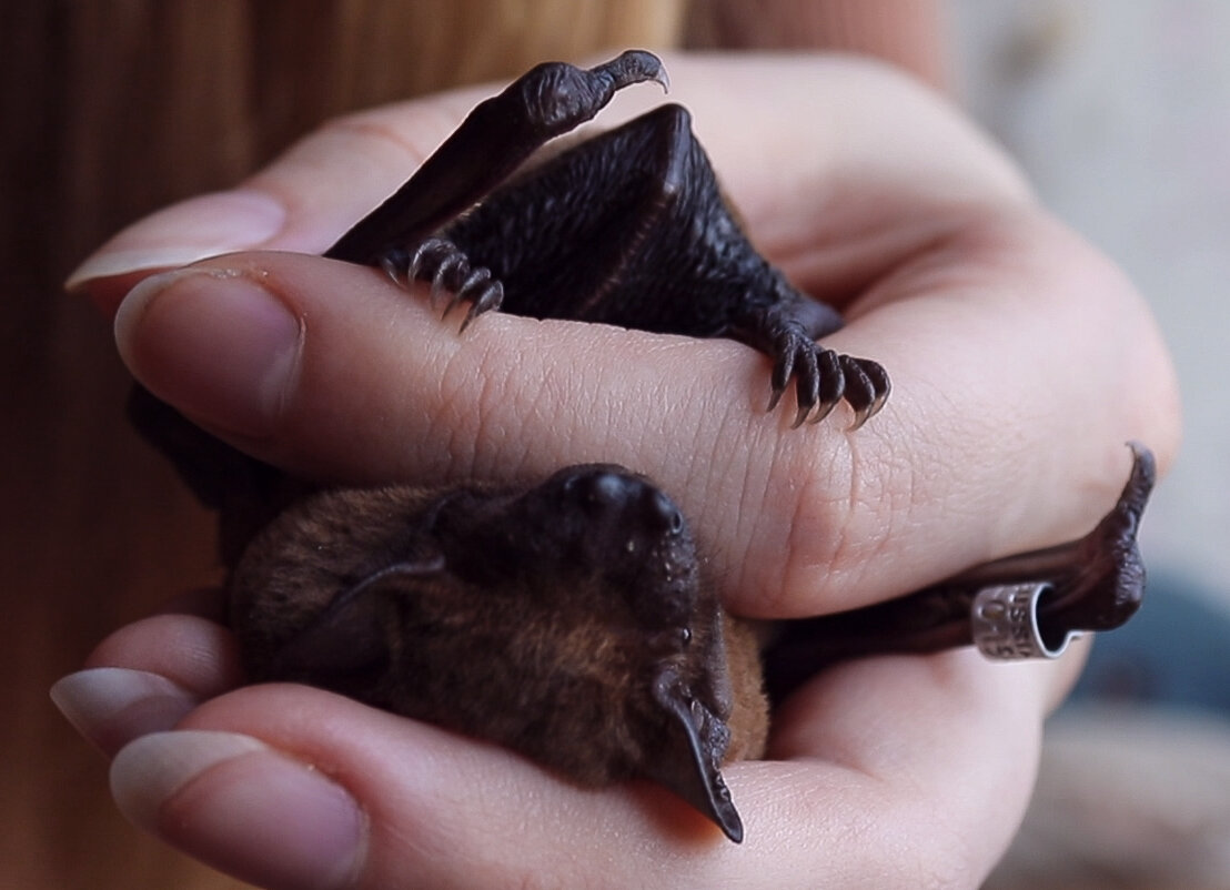 На фото рыжая вечерница, автор Анна Сорокина.