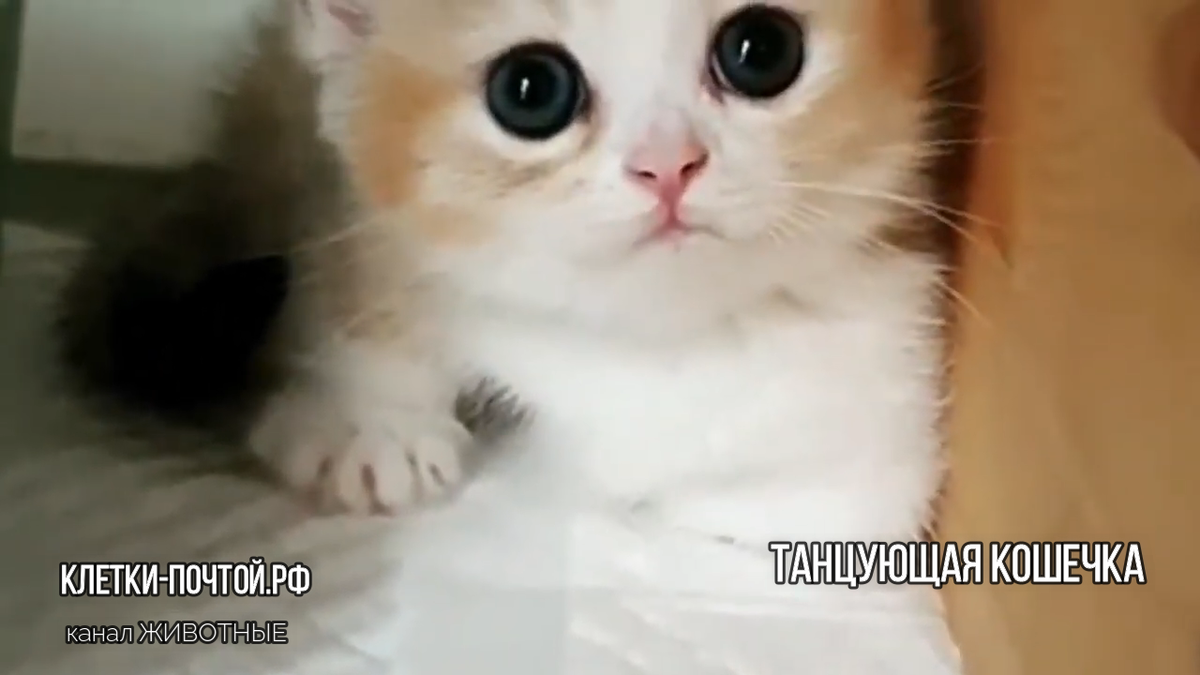 Нюся позирует
