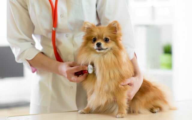 Померанский шпиц из Гонконга заболел короновирусом 