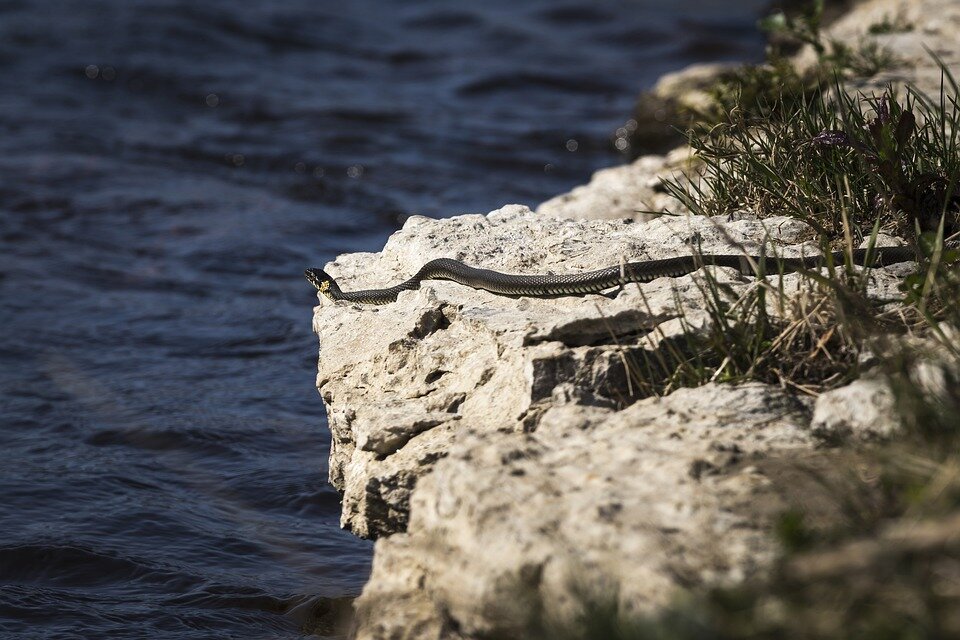 Уж обыкновенный и совсем не ядовитый