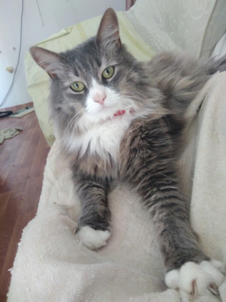 Мой кот, для завлекухи. :)