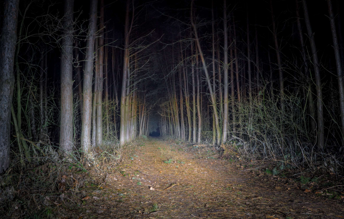 Ночью в лесу 3 класс. Страшный лес. «Ночь в лесу». Ночной лес. Страшный лес ночью.