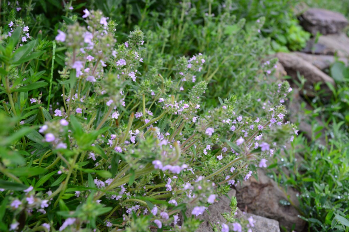 прижился быстро, цветет и разрастается!
