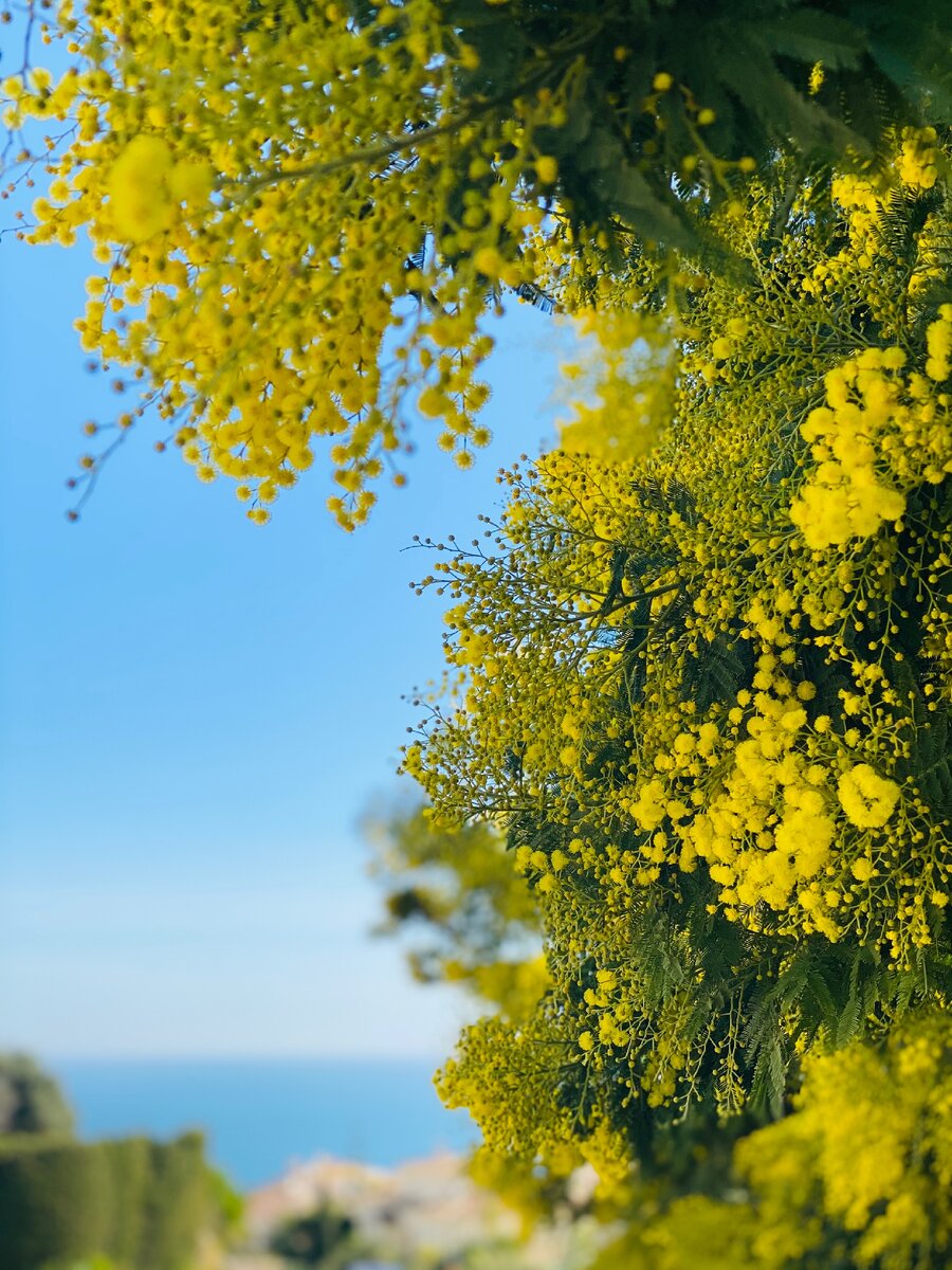 Фото SpanglishLab