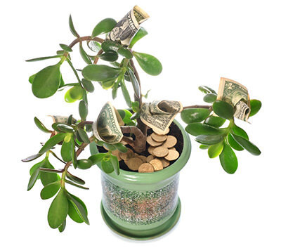 Как сажать денежное дерево за фэн-шуй