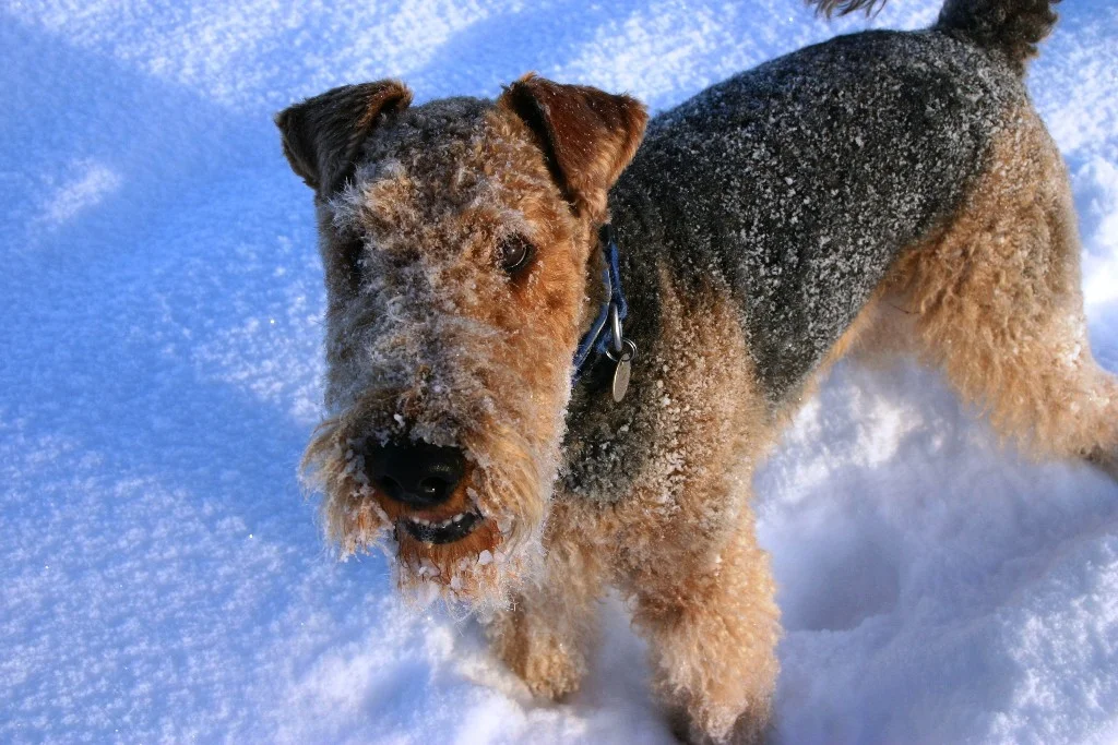 Еще один эрдель, и тоже зимний.