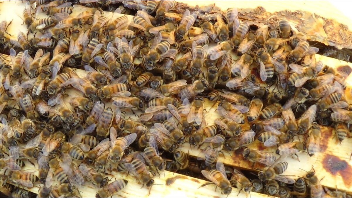 Свердловская область пчелы. Пчела ранней весной. Пчела ассоциации. Объединение пчелиных семей весной видео. Пчелотерапия.