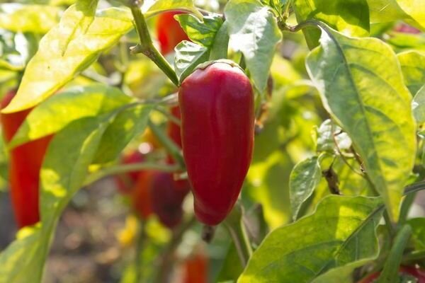 Ласточка нави