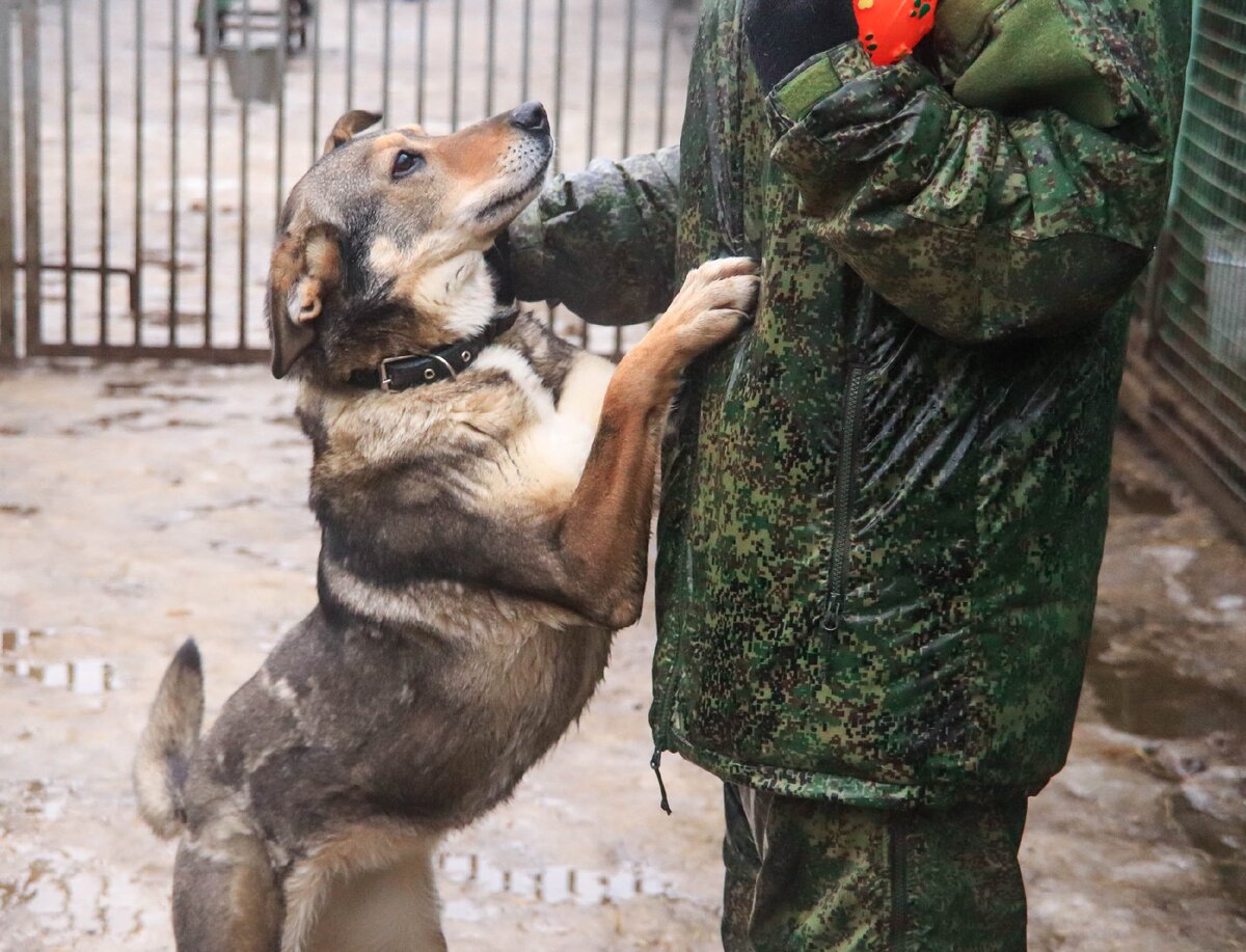 На прогулке хорошо чувствует поводок и понимает все команды.