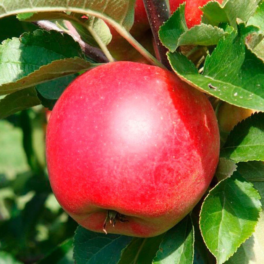 райские яблочки фото
