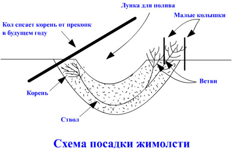 Посадка жимолости, особенности подбора сортов для Беларуси, Подмосковья, Сибири и Урала