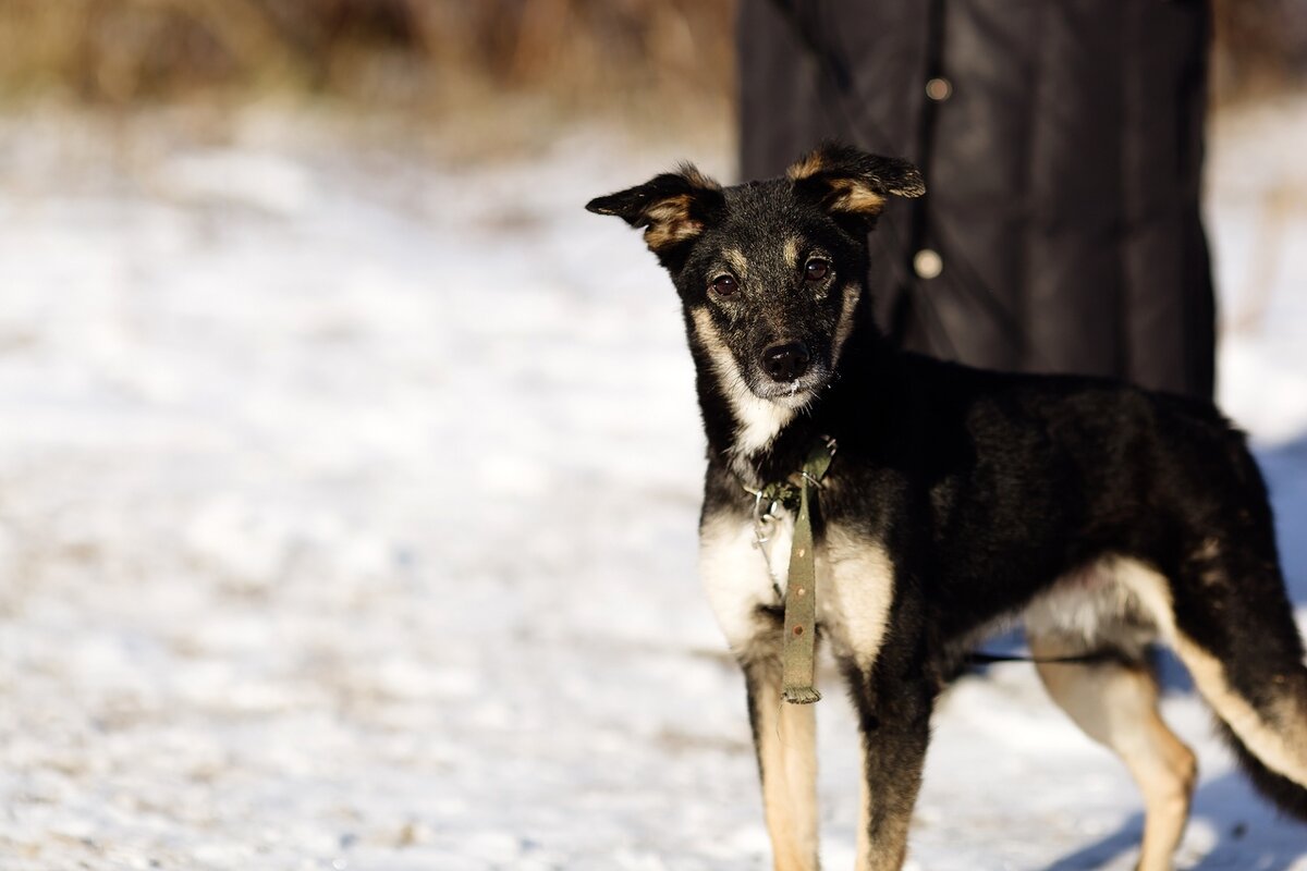 ФОТО: пес СЭМ, источник: зоопансионат Альма - https://vk.com/alma_vrn
