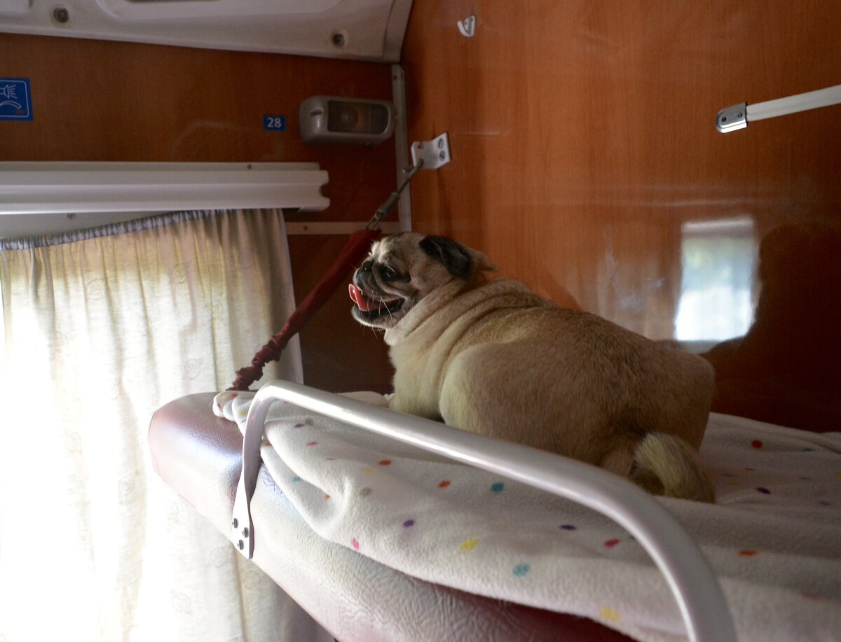 Это Сонька ехала с моря отдохнувшая, ей здесь 10 лет